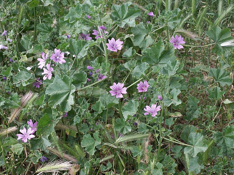 Malva sylvestris