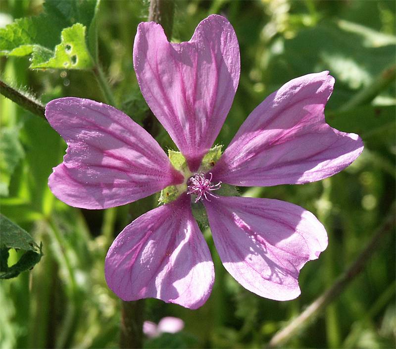 Malva sylvestris