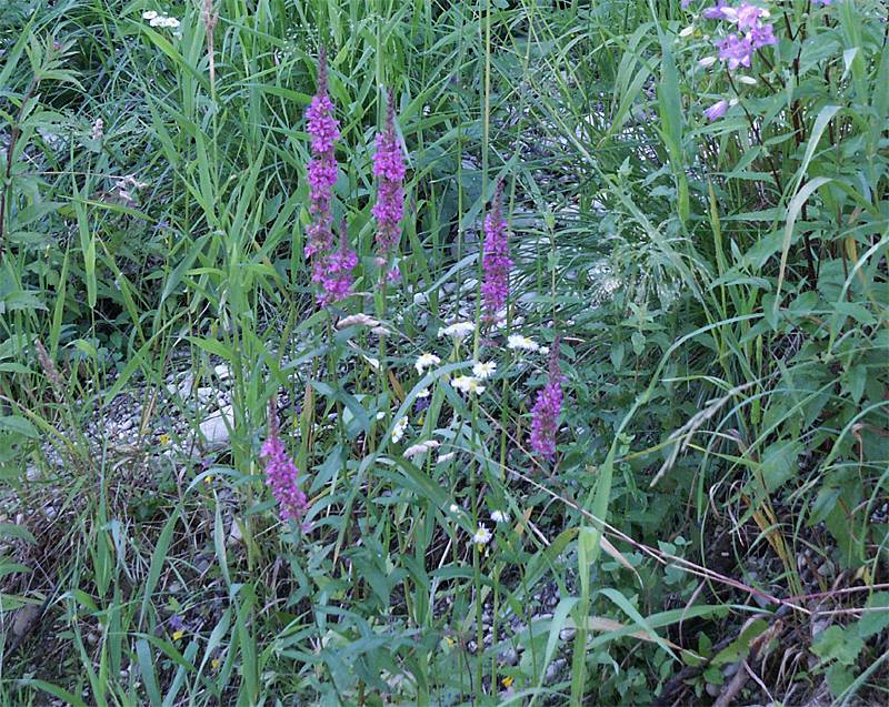 Lythrum salicaria