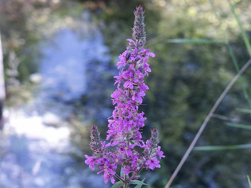 Lythrum salicaria