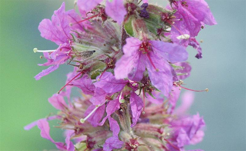 Lythrum salicaria