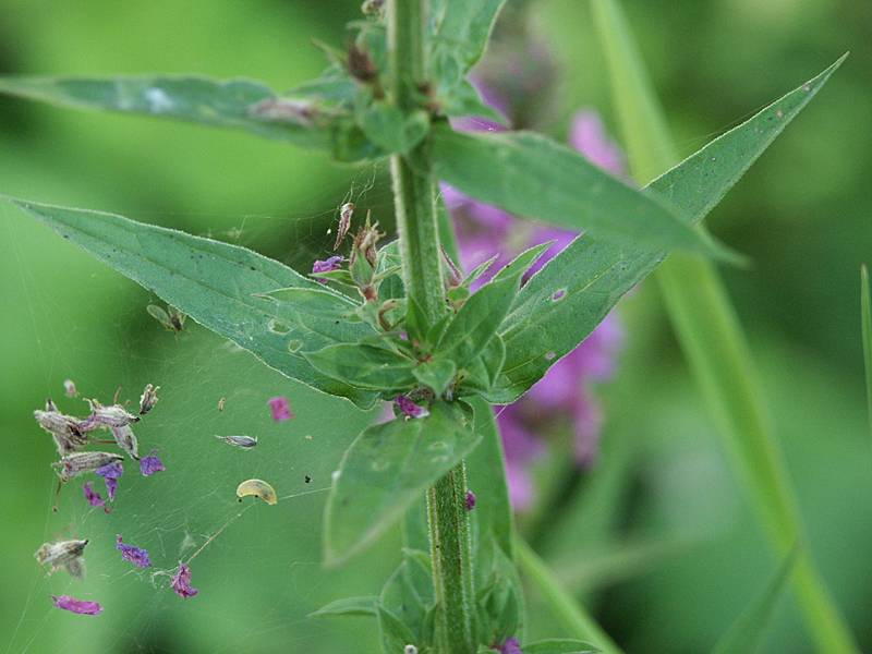 Lythrum salicaria