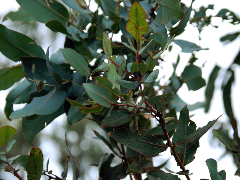 Eucalyptus globulus