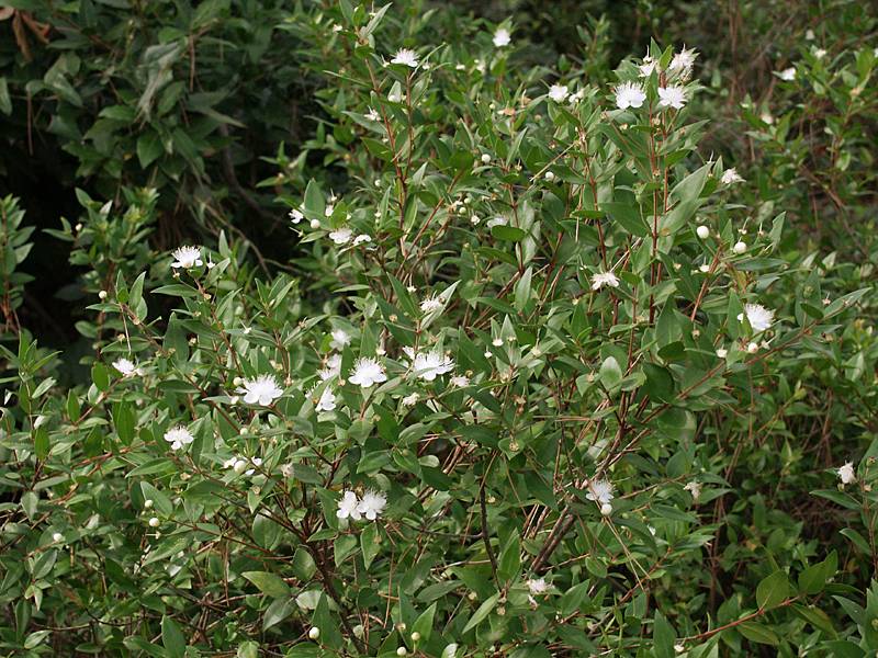 Myrtus communis