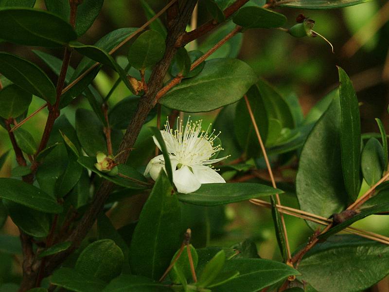 Myrtus communis