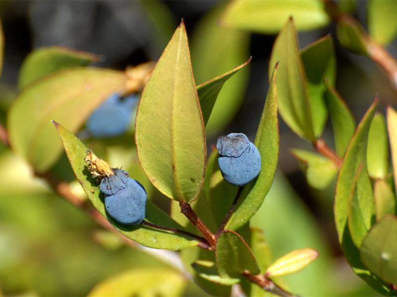 Myrtus communis