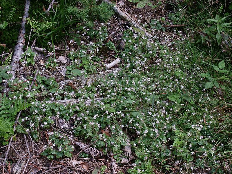 Circaea alpina