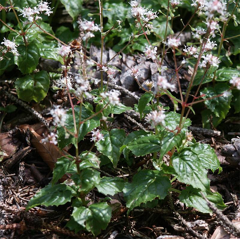 Circaea alpina