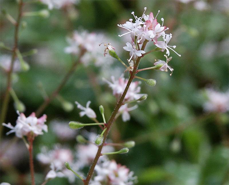 Circaea alpina