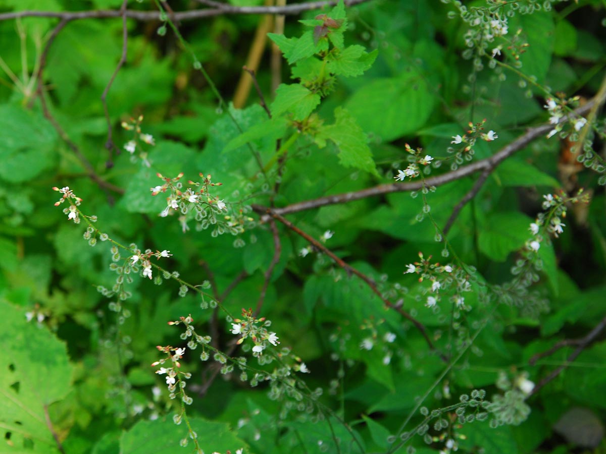 Circaea lutetiana