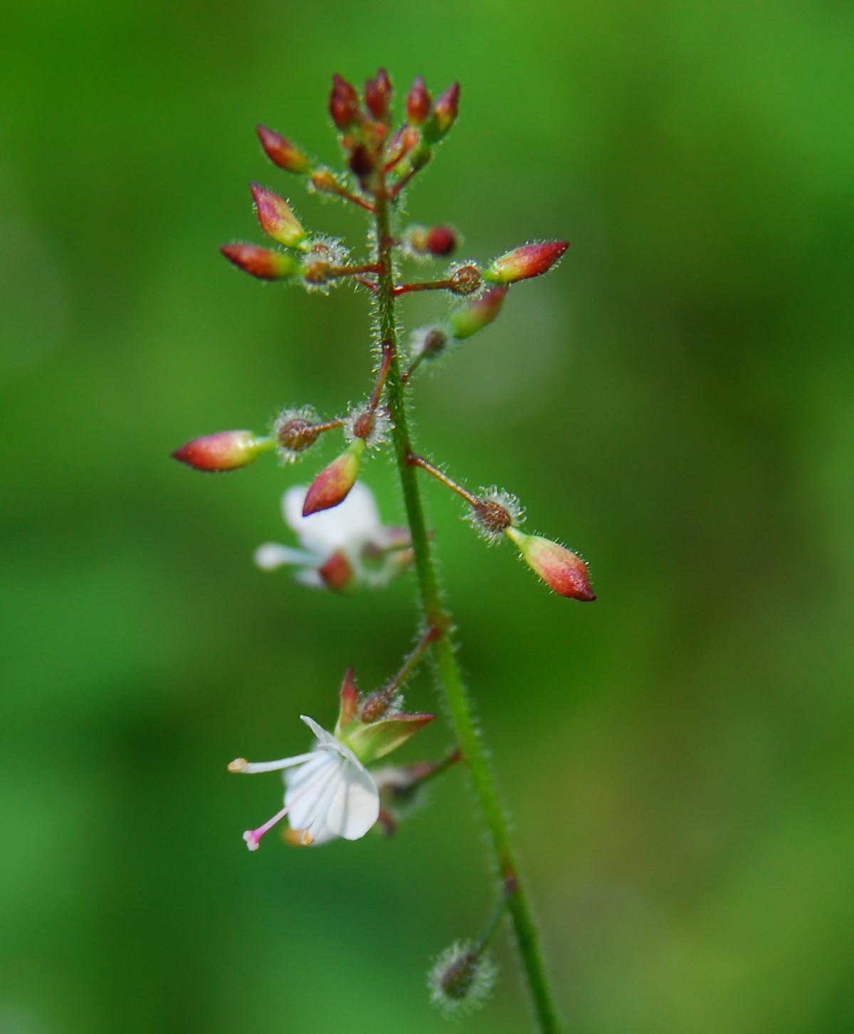 Circaea lutetiana