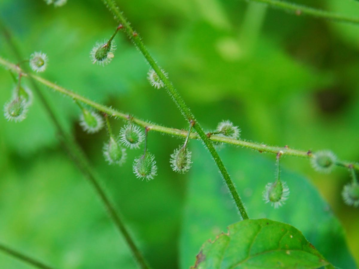 Circaea lutetiana