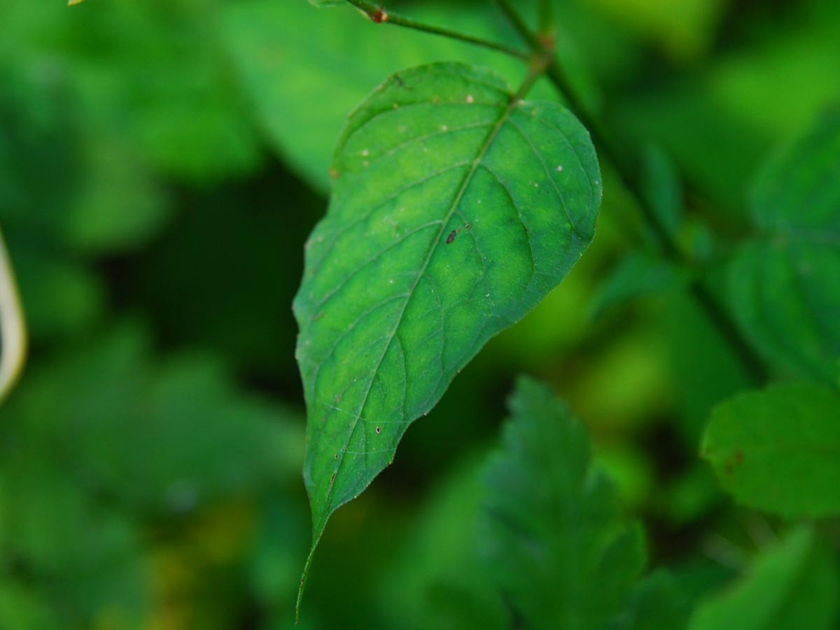 Circaea lutetiana