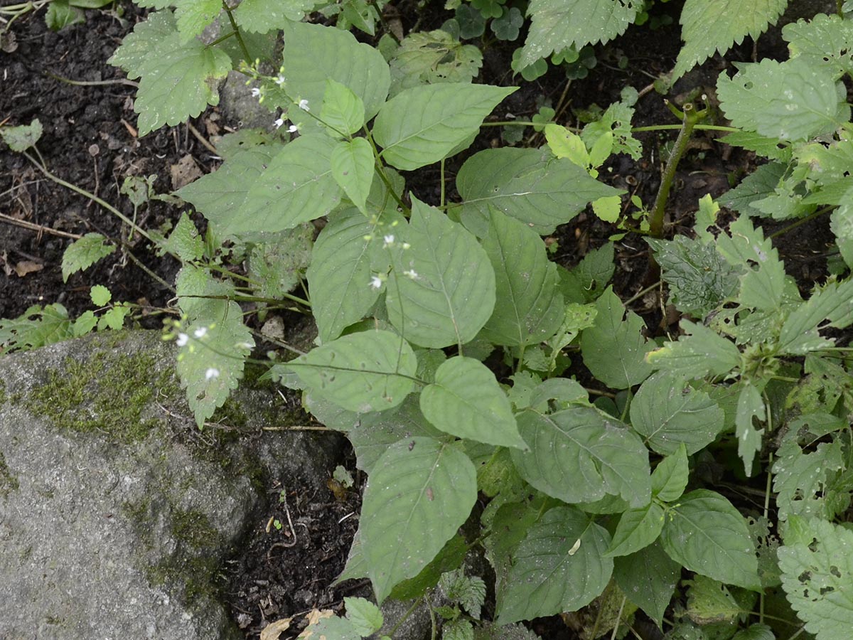 Circaea lutetiana