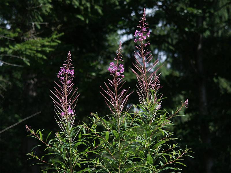 Epilobium angustifolium