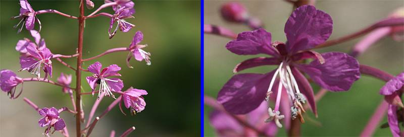 Epilobium angustifolium