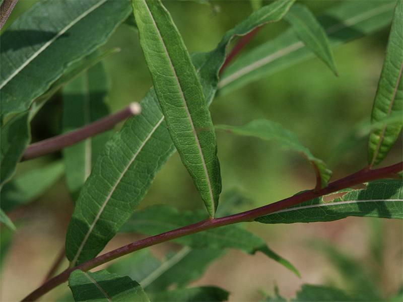 Epilobium angustifolium