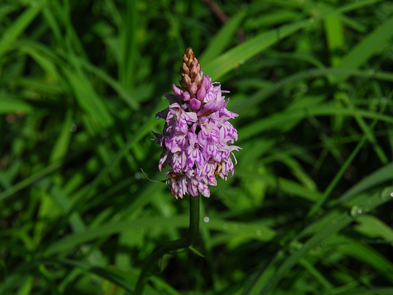 Dactylorhiza fuchsii