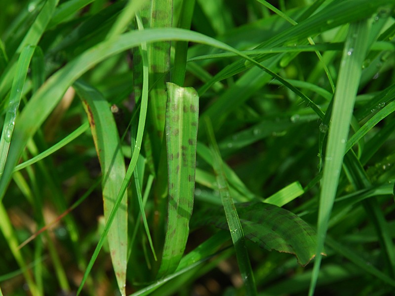 Dactylorhiza fuchsii