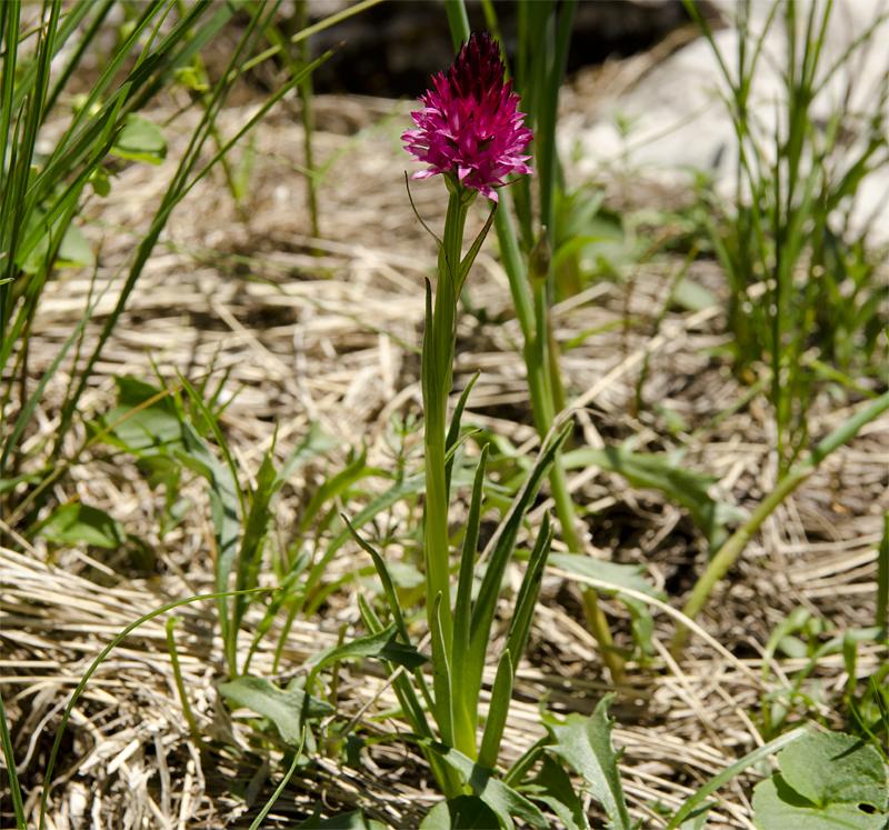 Nigritella miniata