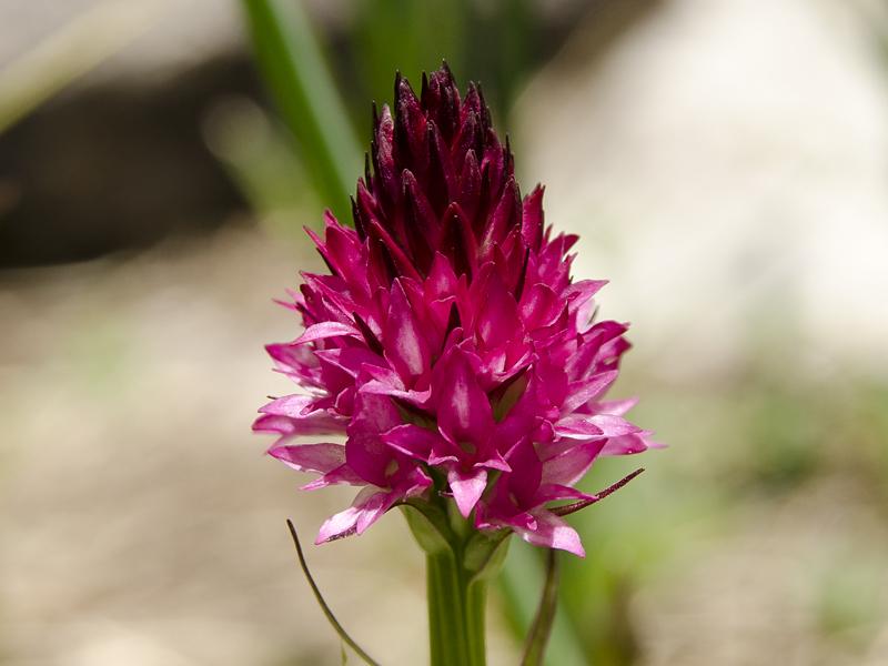 Nigritella miniata