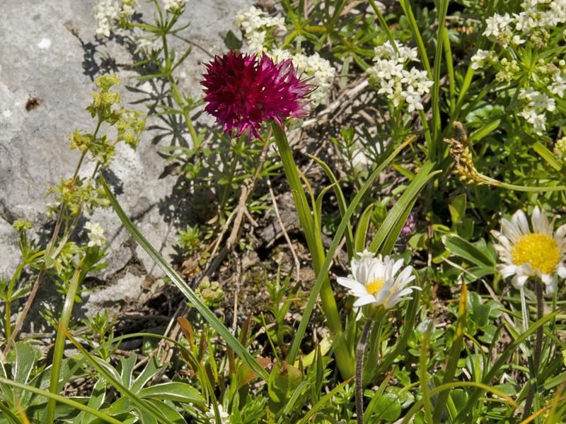 Nigritella miniata