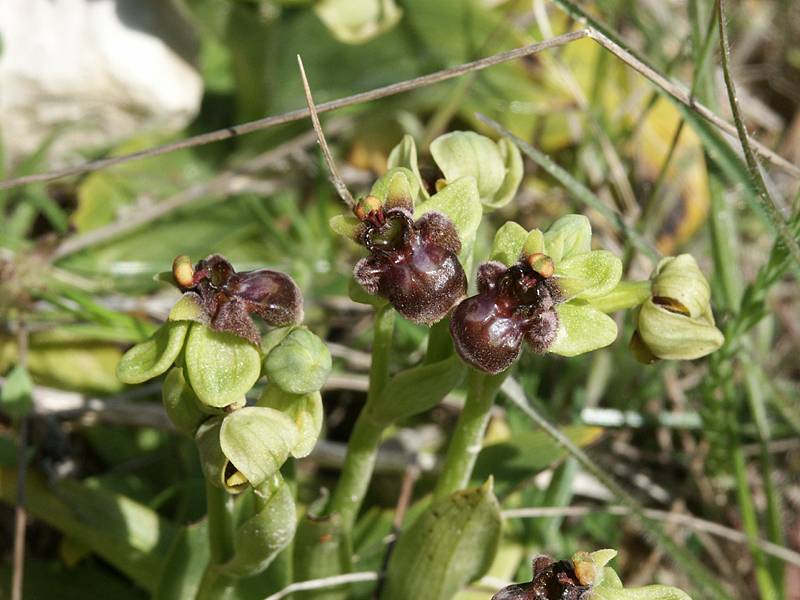 Ophrys bombyliflora