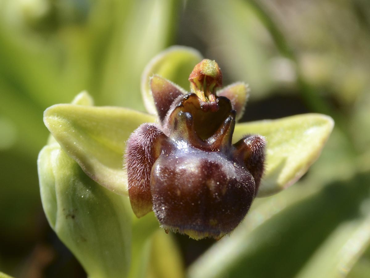 Ophrys bombyliflora