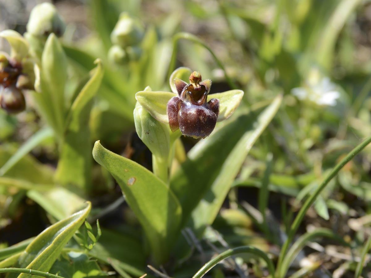 Ophrys bombyliflora