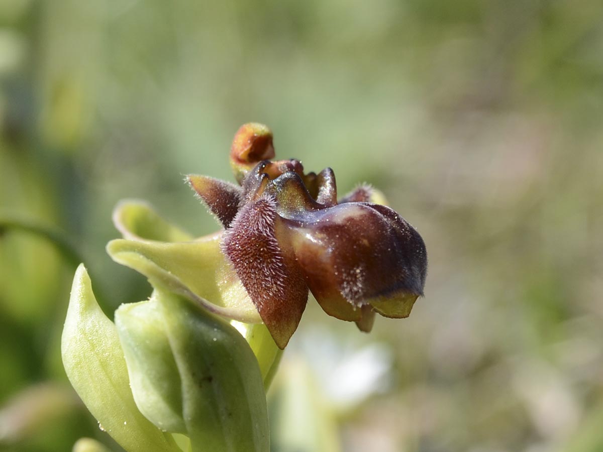 Ophrys bombyliflora