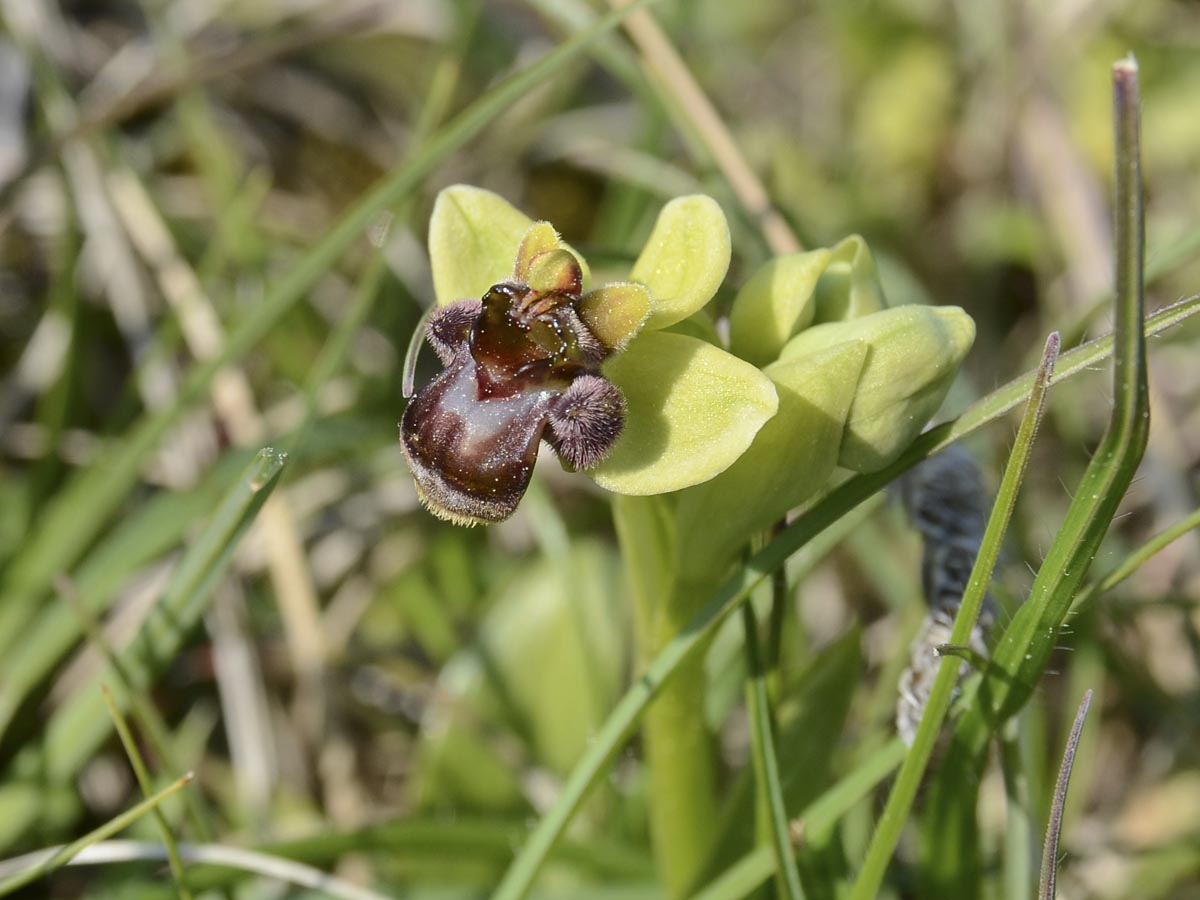 Ophrys bombyliflora