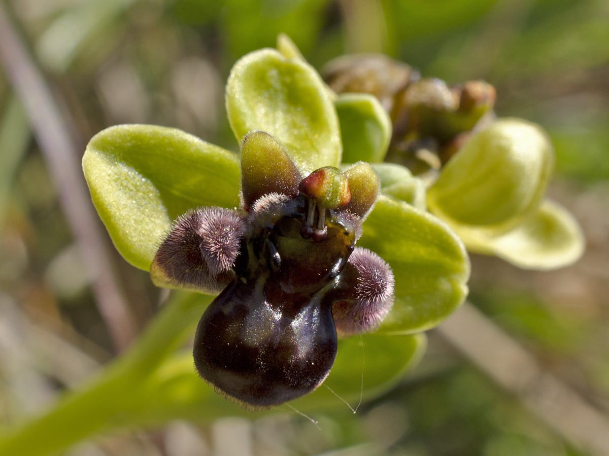 Ophrys bombyliflora