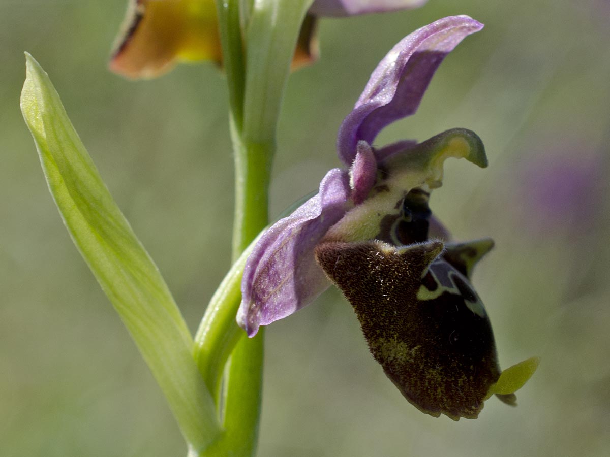 Ophrys holoserica ssp. untchjii