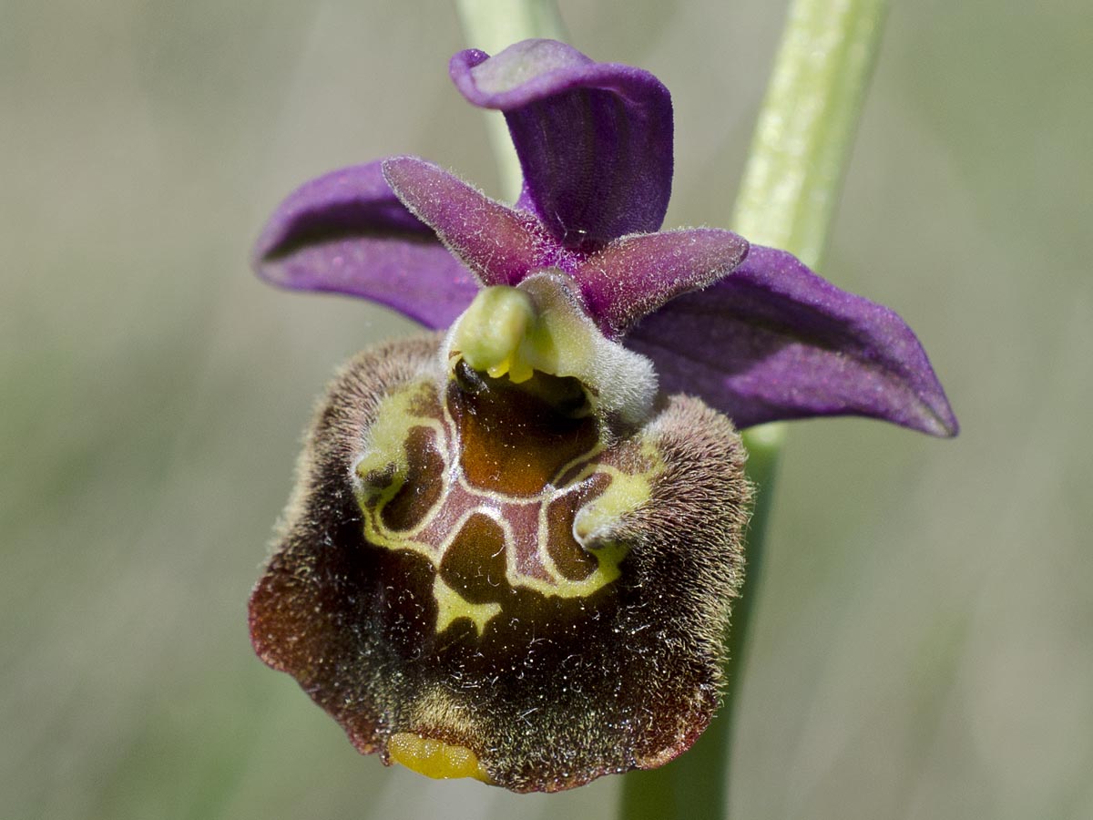 Ophrys holoserica ssp. untchjii