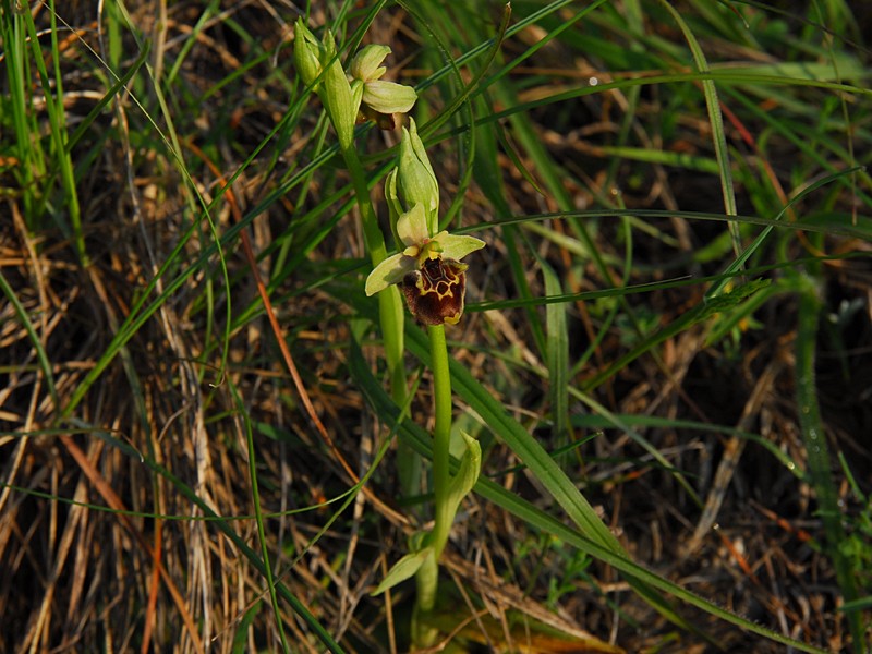 Ophrys holoserica ssp. untchjii