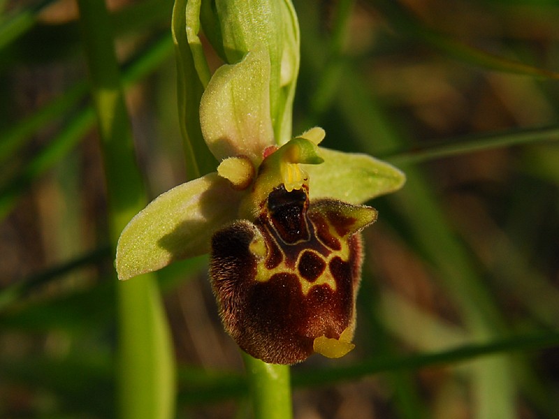 Ophrys holoserica ssp. untchjii