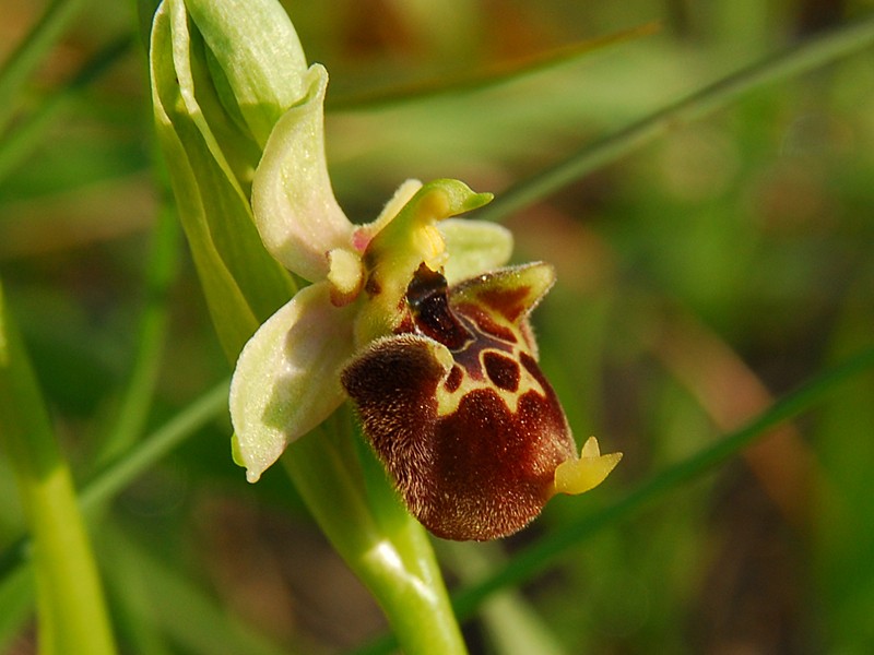 Ophrys holoserica ssp. untchjii