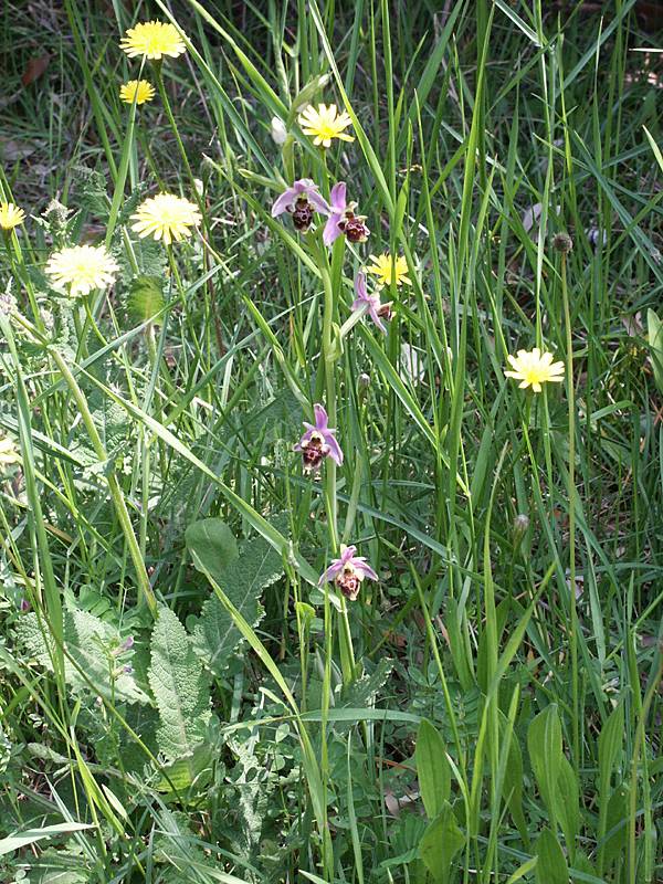 Ophrys holoserica ssp. untchjii