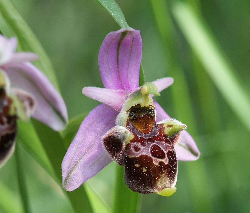 Ophrys holoserica ssp. untchjii