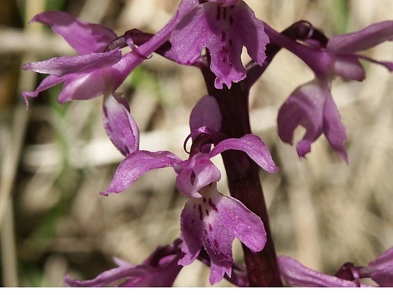 Orchis mascula ssp. signifera