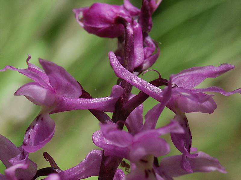 Orchis mascula ssp. signifera