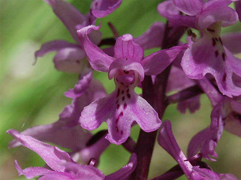 Orchis mascula ssp. signifera