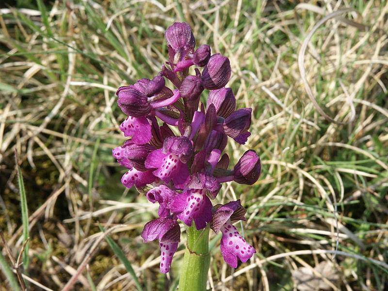 Orchis morio