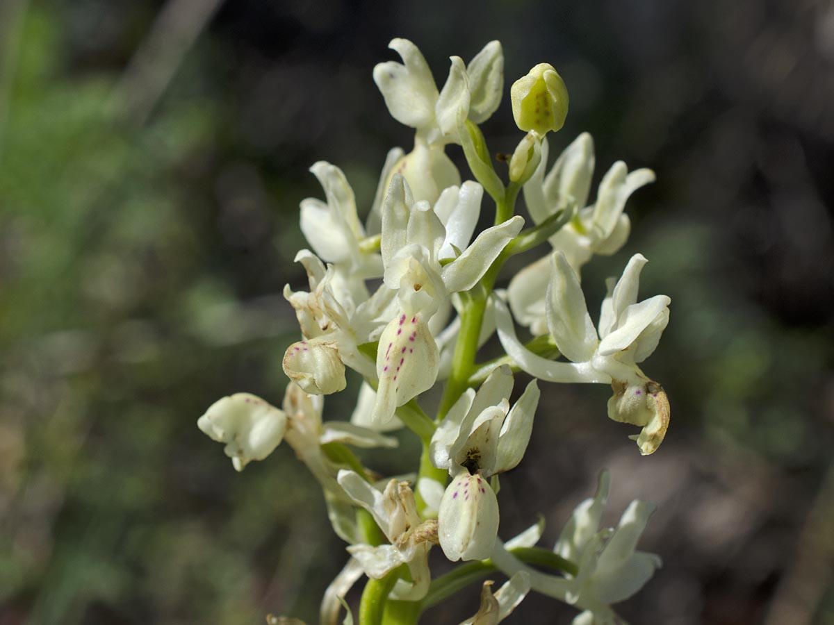 Orchis provincialis