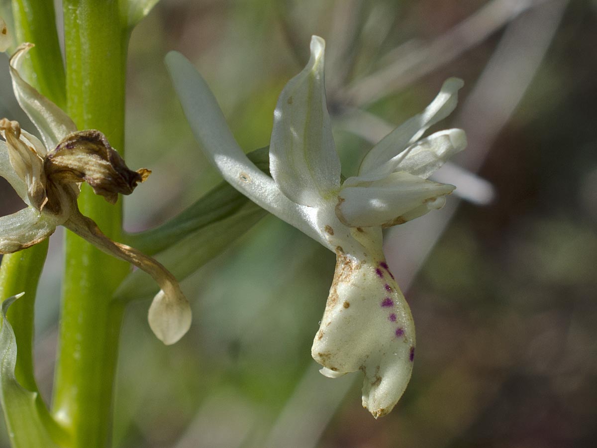 Orchis provincialis