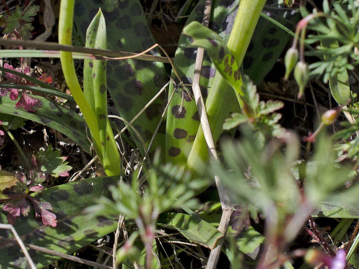 Orchis provincialis