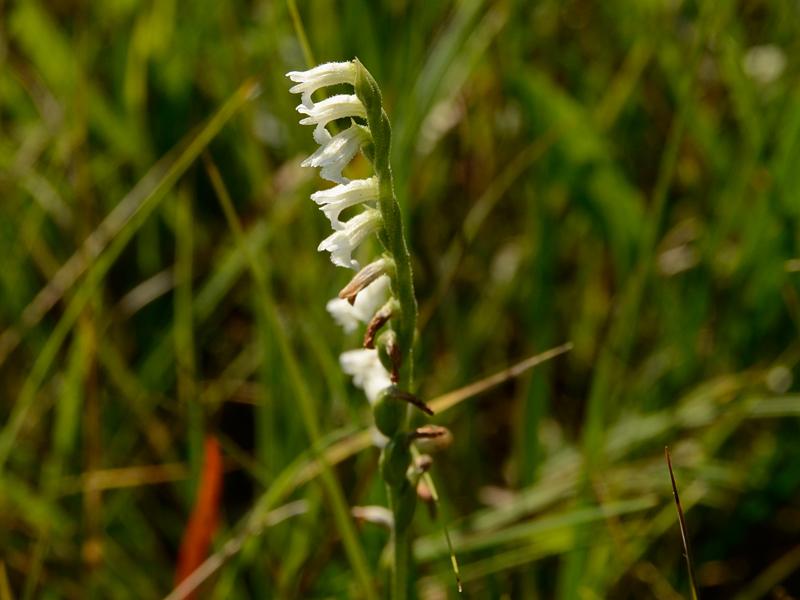 Spiranthes aestivalis