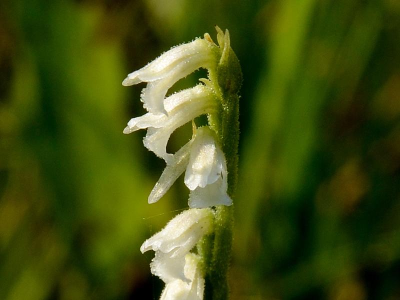 Spiranthes aestivalis