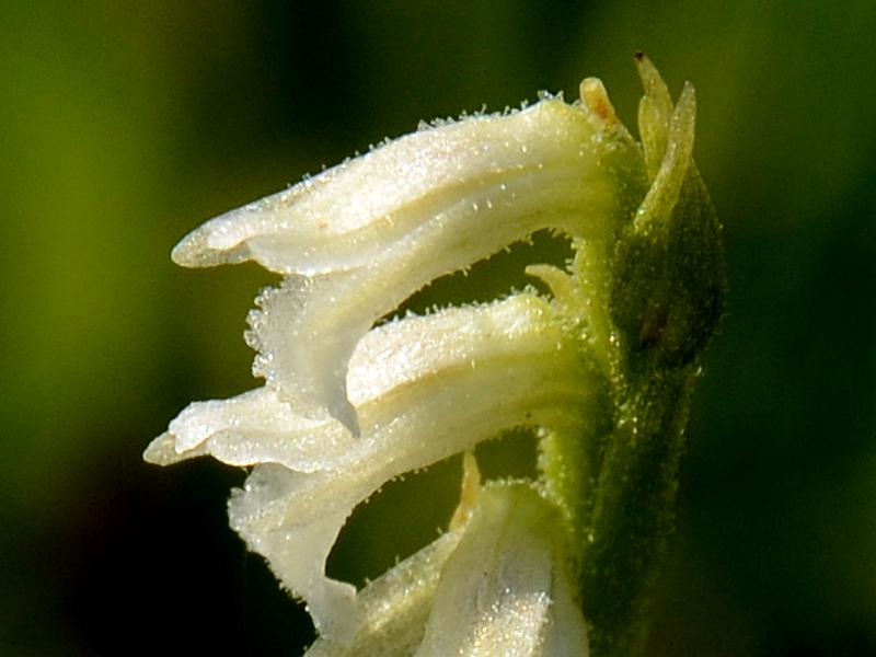 Spiranthes aestivalis