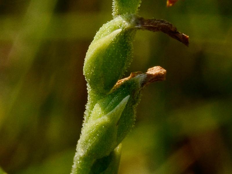 Spiranthes aestivalis